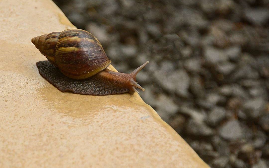 Oh Snail, Climb Mount Fuji