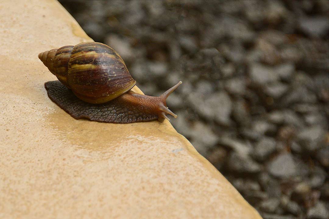 Oh Snail